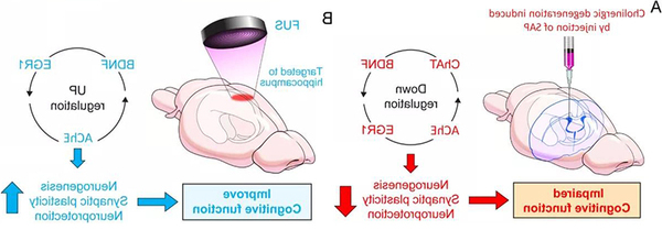 192-IgG-SAP能特异性地靶向并消除大鼠海马中LNGFR（p75NTR）阳性细胞