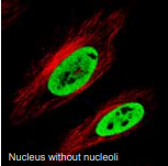 细胞核（无核仁）.png