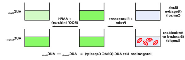 氧自由基抗氧化能力（ORAC）活性检测试剂盒-原理示意图.jpg