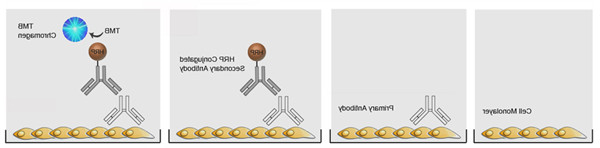 非磷酸化靶标细胞的ELISA试剂盒方案
